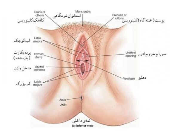 ماساژ كليتوريس و سایر روش های تحریک خروسک زن را بشناسیم عکس کلیتوریس یا خروسک زن کجاست؟
