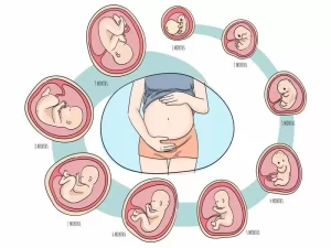 مراحل رشد جنین هفته هفته از لقاح تا تولد – از اسپرم تا جنین چه اتفاقی می افتد