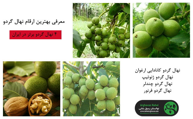 بهترین نهال گردو
