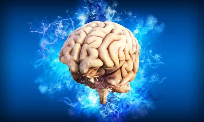 بخش خاکستری مغز چه وظیفه ای دارد و چگونه ترمیم می شود ؟