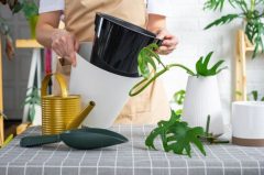 چرا گل بعد از تعویض گلدان بجای شاداب تر شدن پژمرده می شود و راه درمانش چیست؟