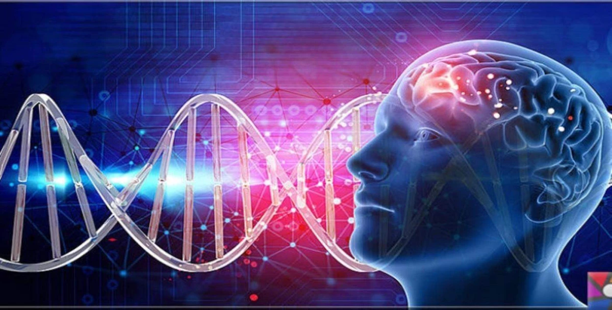 هورمون دوپامین چیست و چه کاری انجام میدهد؟ داروی گیاهی افزایش هورمون دوپامین