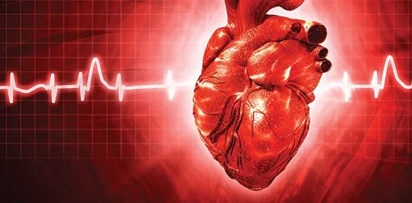 قلب انسان چگونه کار میکند ؟